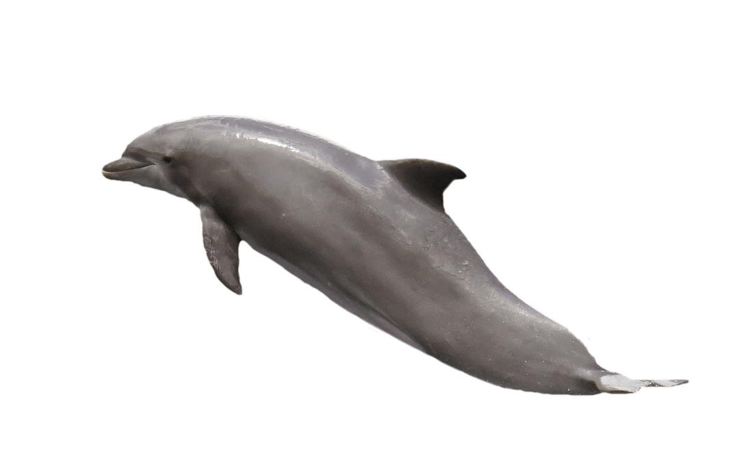 Dolphin Jumping png transparent