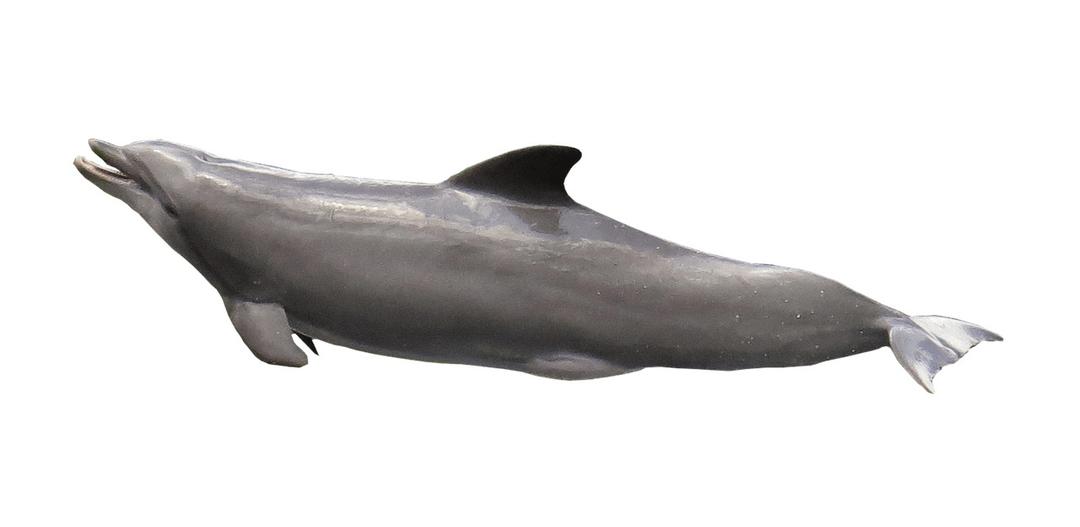 Dolphin Mouth Open png transparent