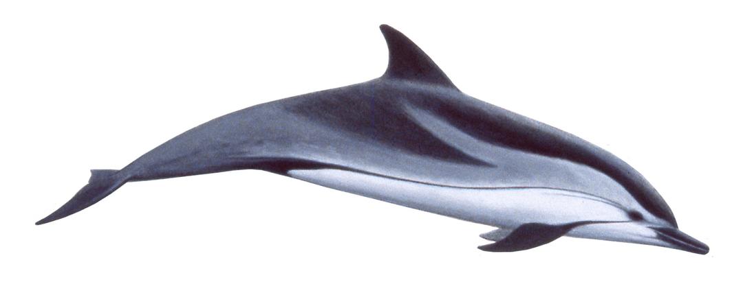 Dolphin Swimming png transparent