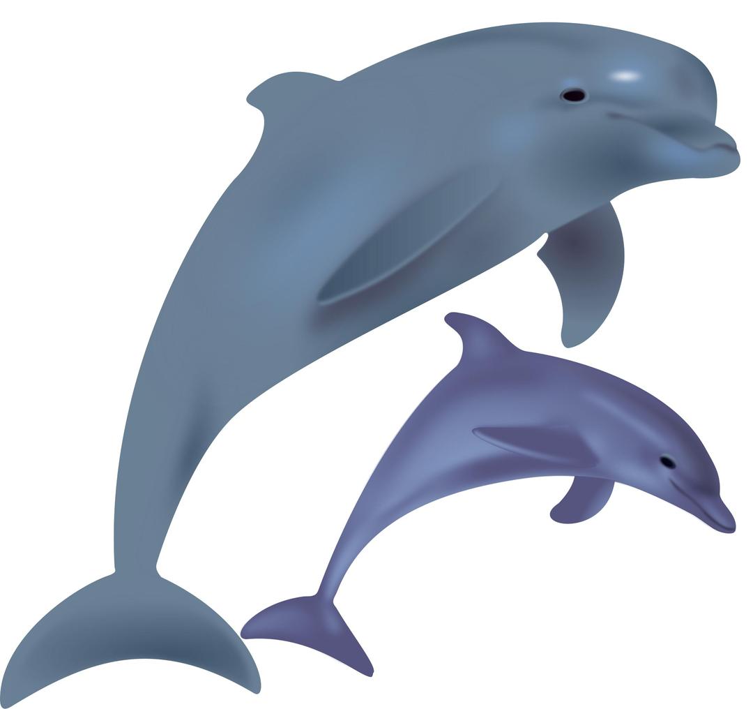 dolphins, delfinai, animals png transparent