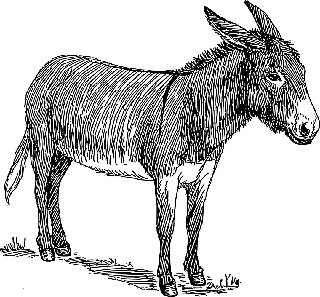 Donkey png transparent