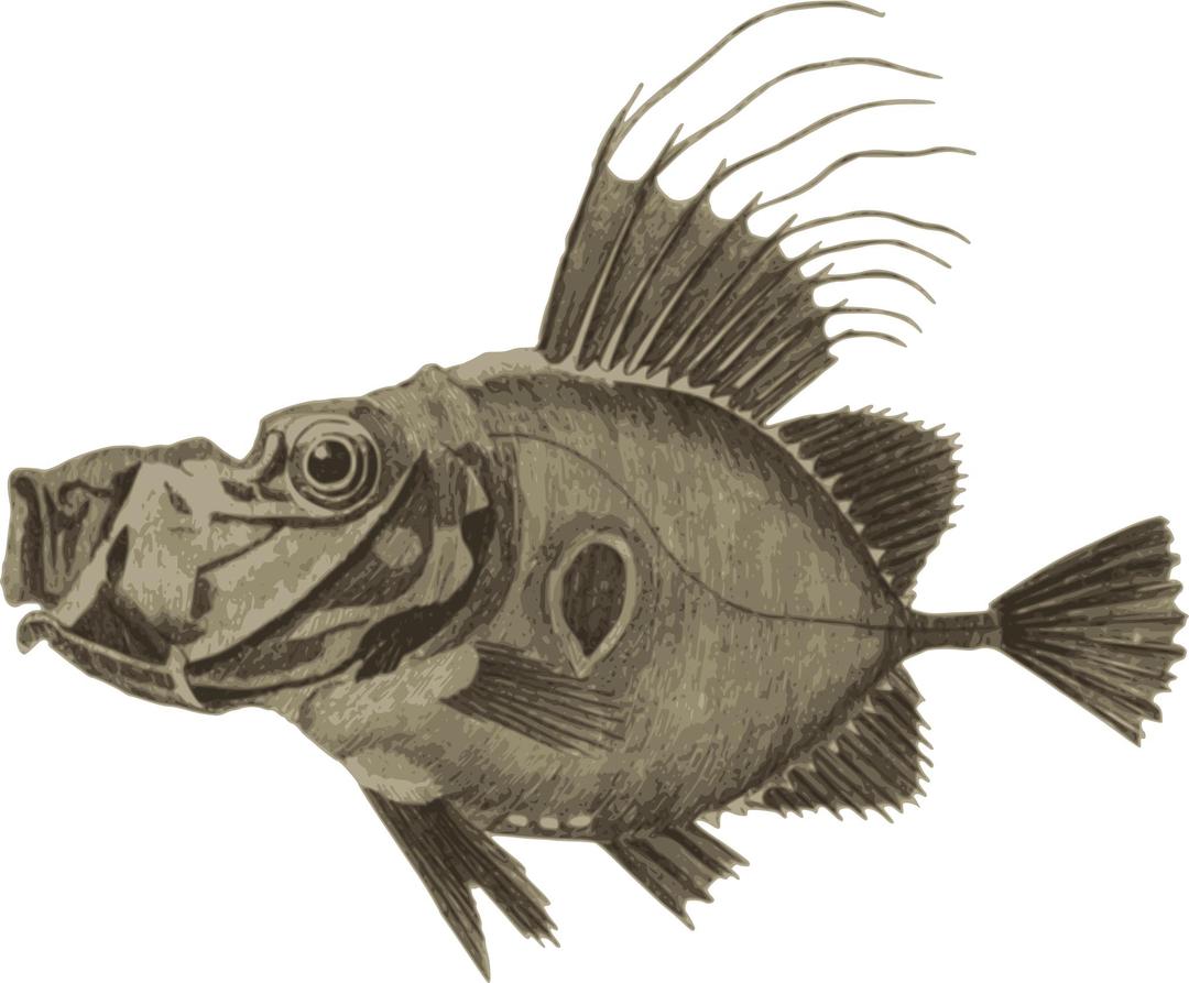 Doree - Pysgodyn | Fish png transparent