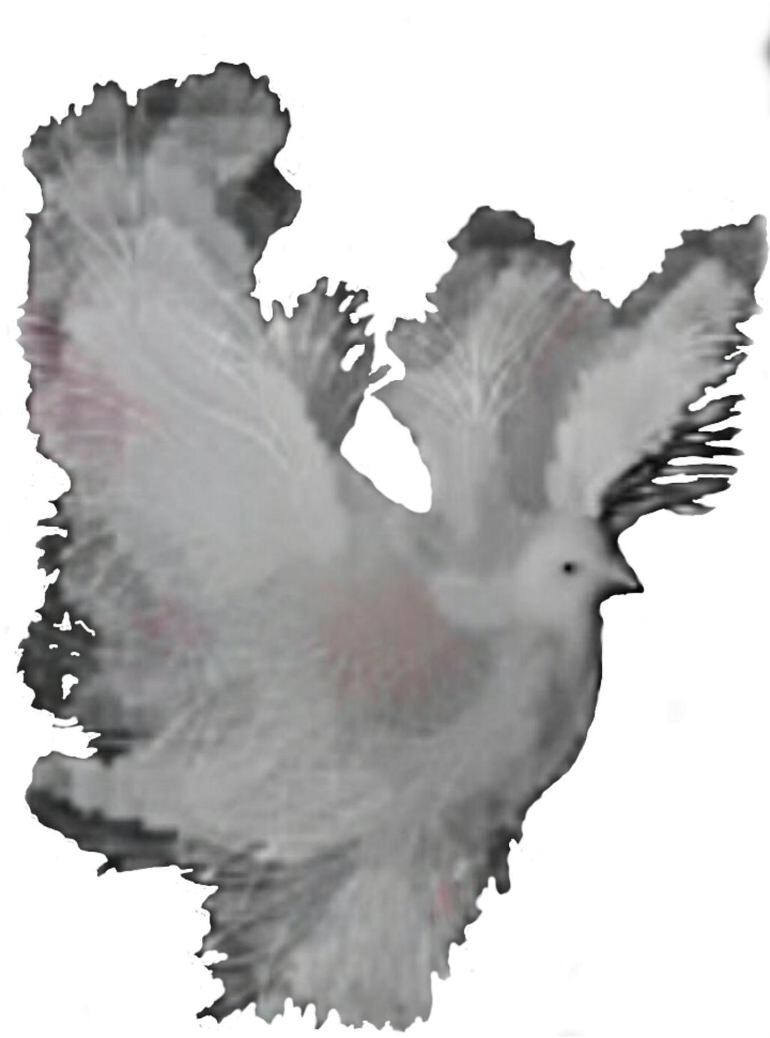 Dove Fantasy Artiste Flight png transparent