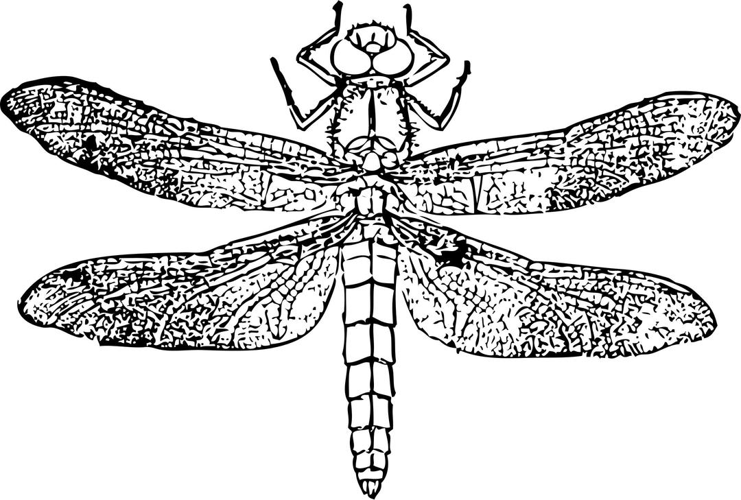 Dragon Fly png transparent