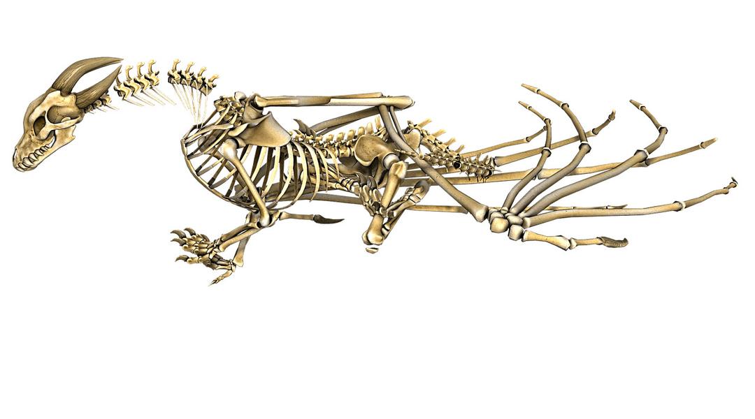 Dragon Horned Skeleton png transparent
