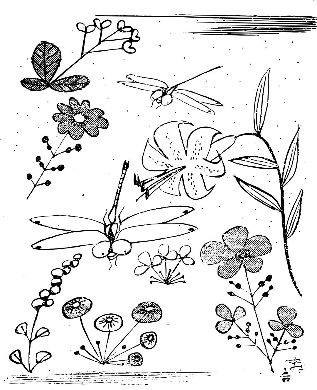 Dragonflies and Flowers png transparent
