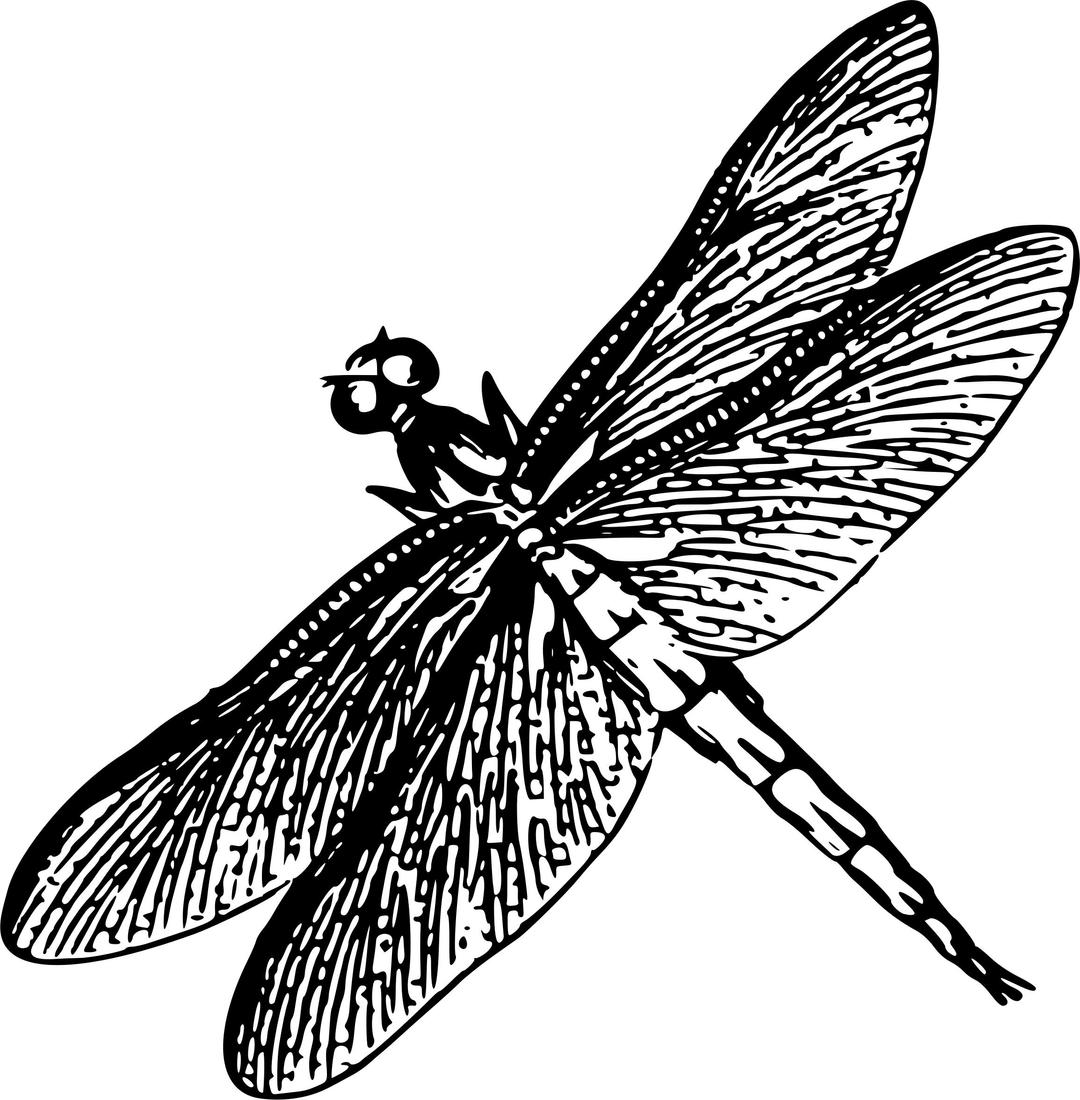 Dragonfly 6 png transparent