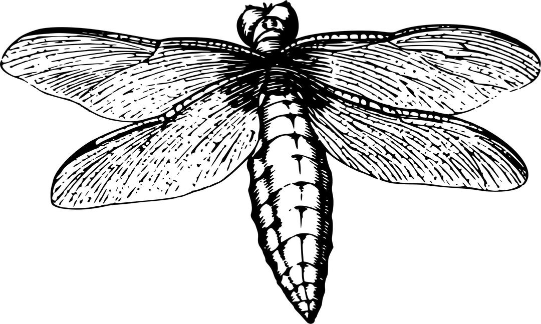 Dragonfly 7 png transparent