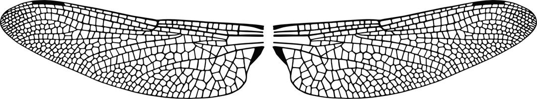 Dragonfly Wings png transparent