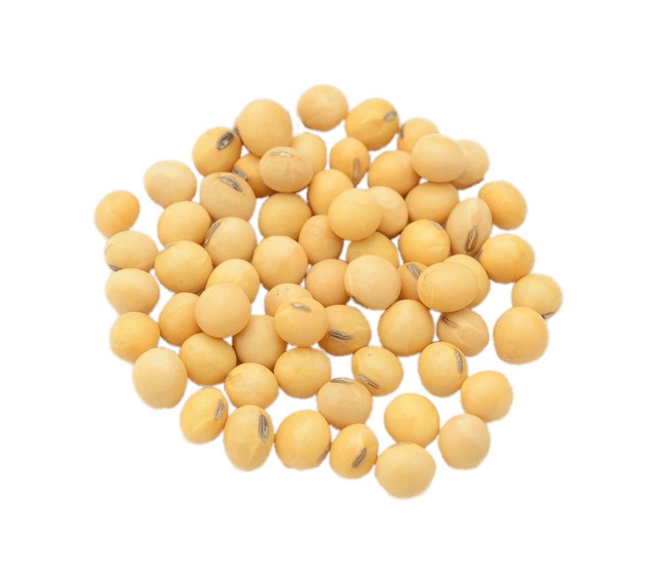 Dried Soybeans png transparent