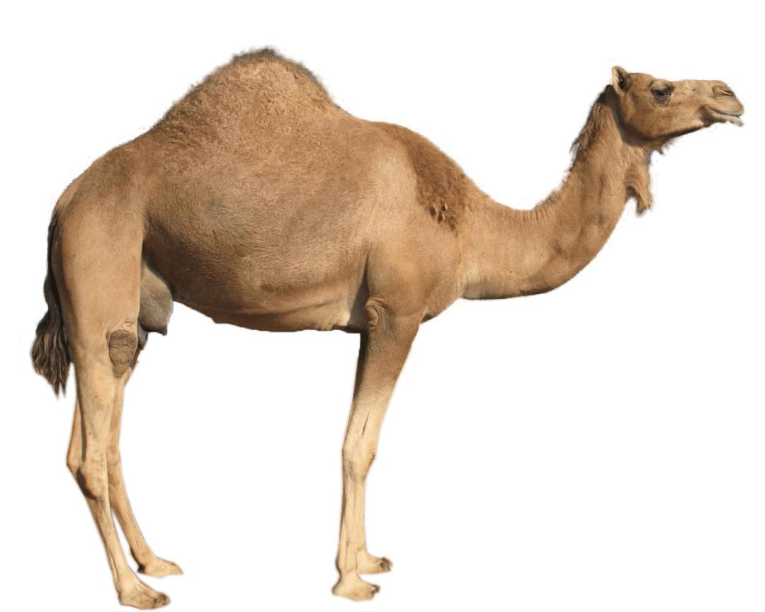 Dromedary Sideview png transparent