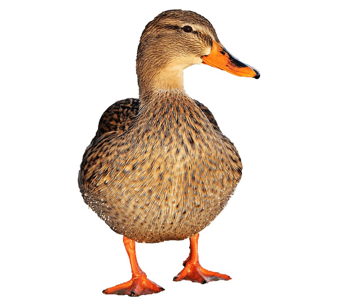Duck Female png transparent