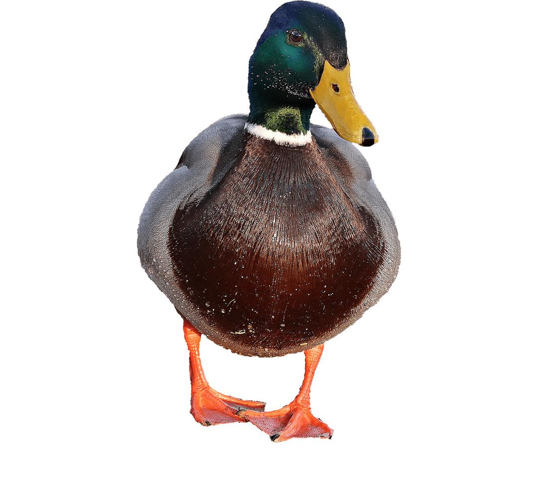 Duck Male png transparent