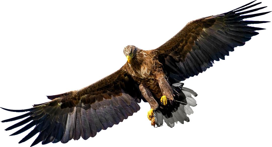 Eagle 8 png transparent