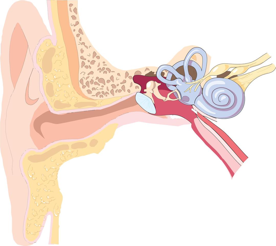 Ear Anatomy png transparent