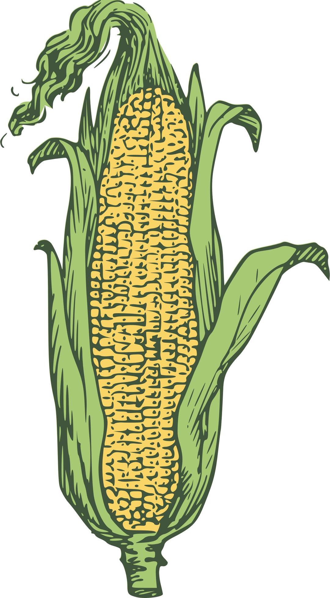 ear of corn - colored png transparent