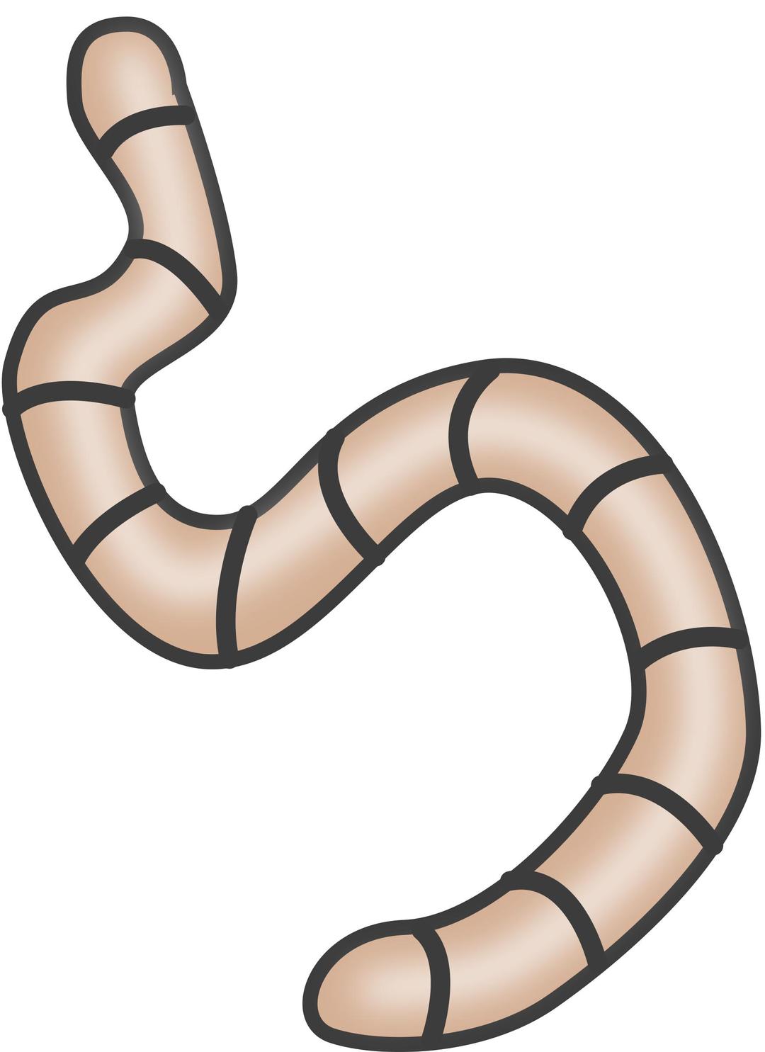 Earthworms png transparent