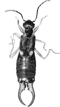 Earwig Black and White png transparent