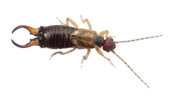 Earwig Top View png transparent