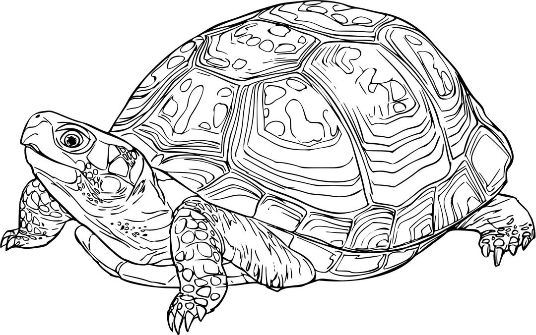 Eastern box turtle png transparent