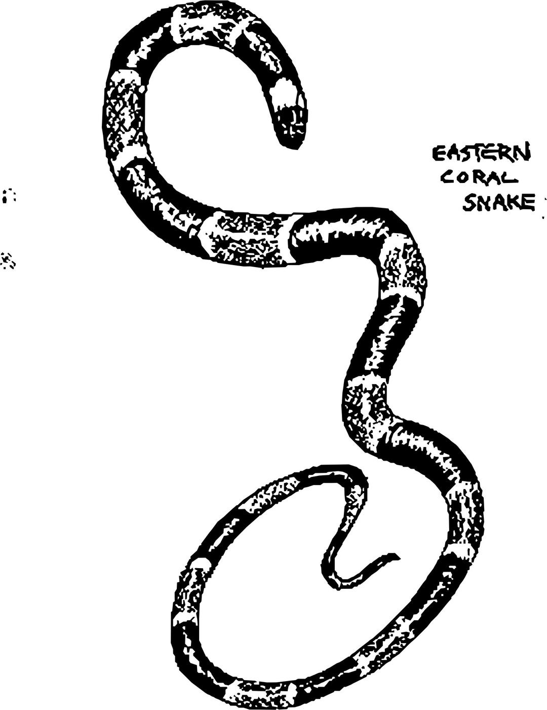 Eastern Coral Snake png transparent