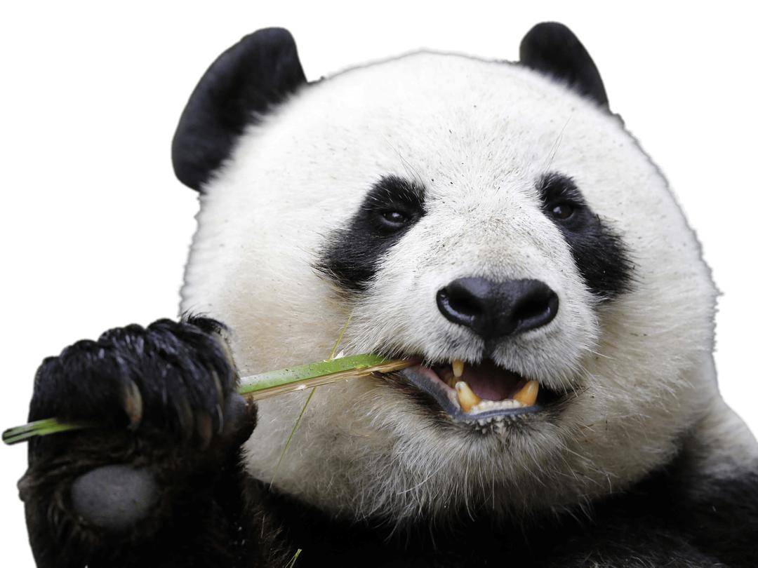 Eating Panda png transparent