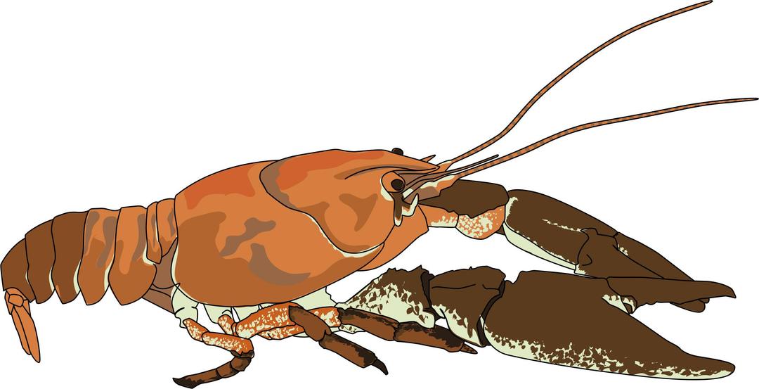 Ecrevisse a pattes blanches - white-clawed crayfish png transparent