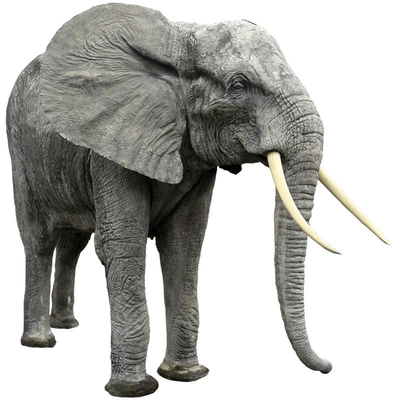 Elephant Looking Right png transparent