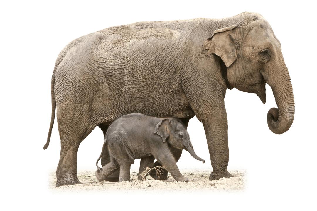 Elephant Mother and Calf png transparent