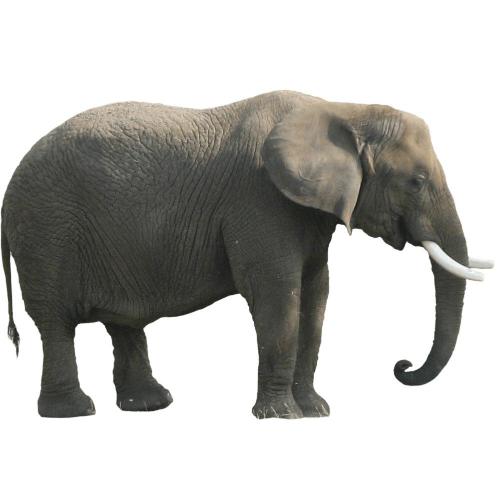 Elephant Sideview png transparent