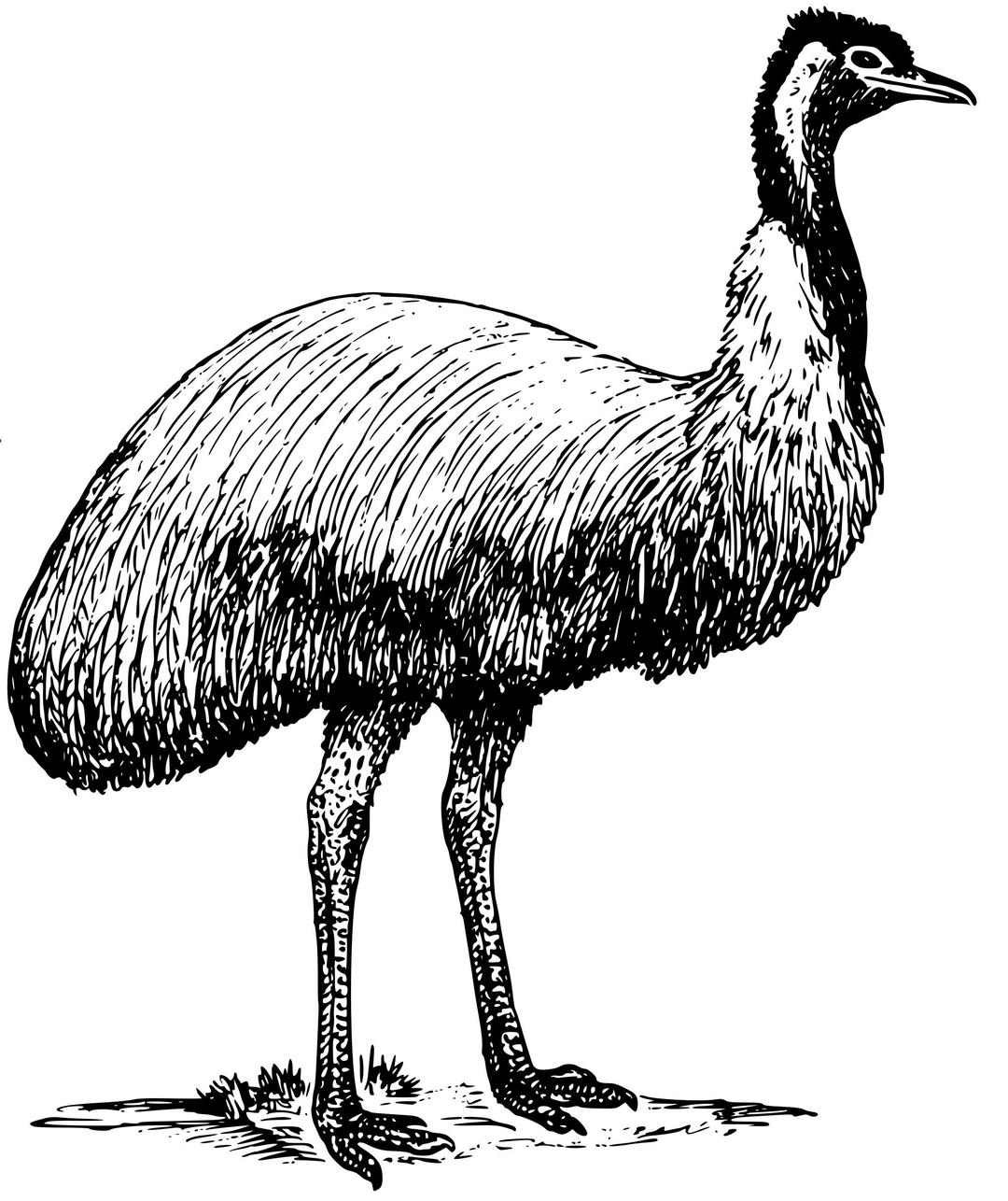 Emu png transparent