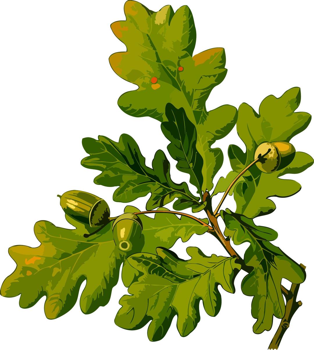 English oak (low resolution) png transparent