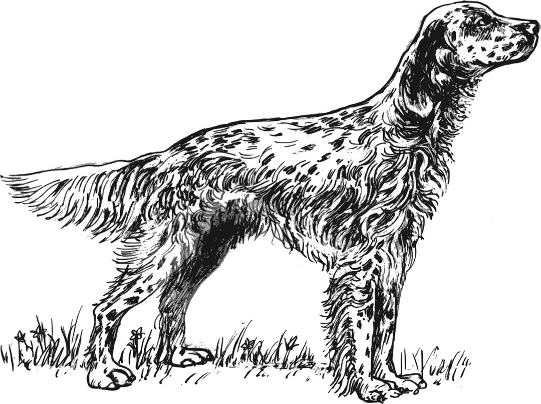 English setter grayscale png transparent