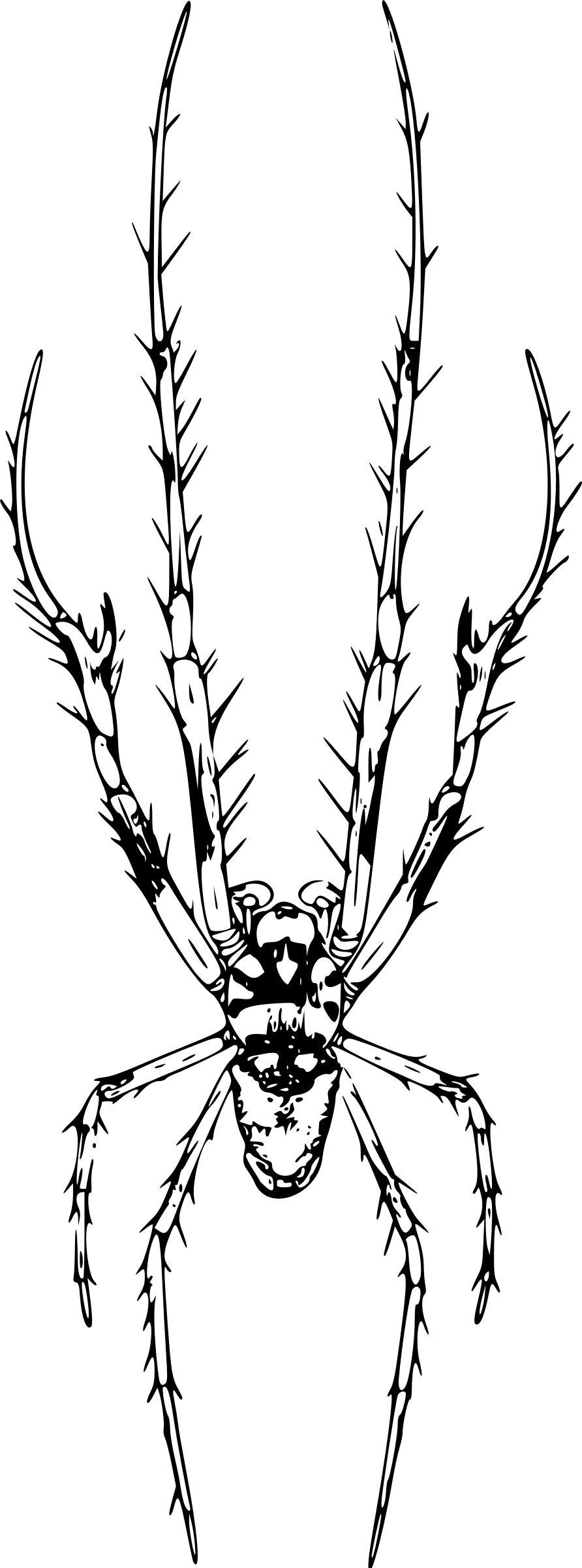 Epiera Verrucosa (male) png transparent
