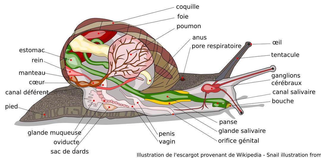 Escargot Anatomie avec descriptions en français - Snail Anatomy with French labels png transparent