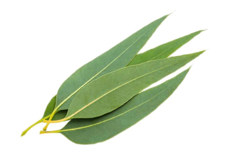 Eucalyptus Leaves png transparent