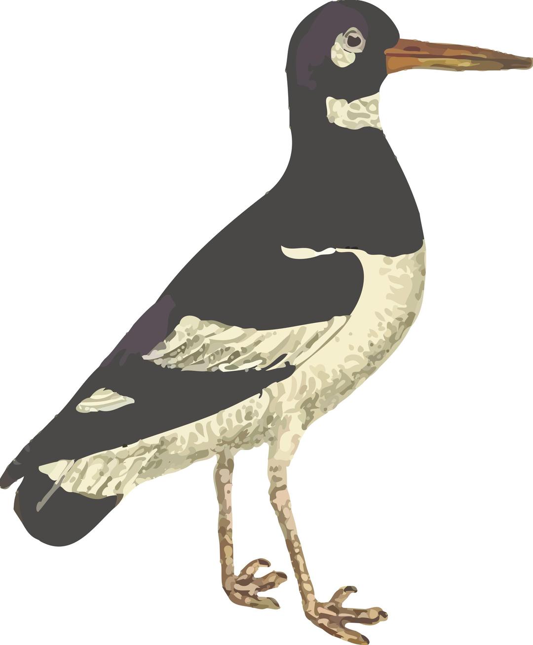 Eurasian oystercatcher (isolated) png transparent