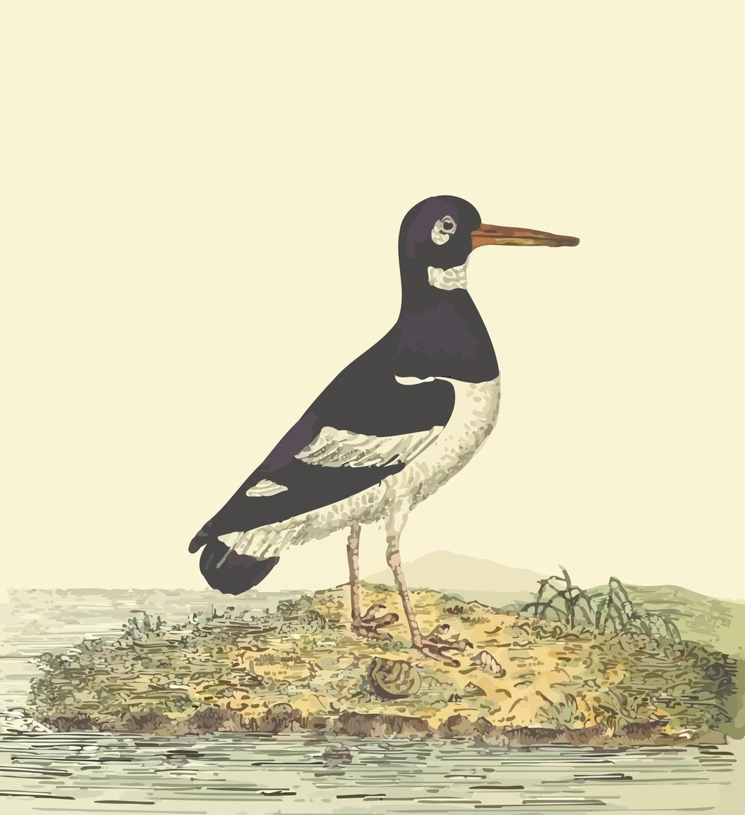 Eurasian oystercatcher (with background) png transparent