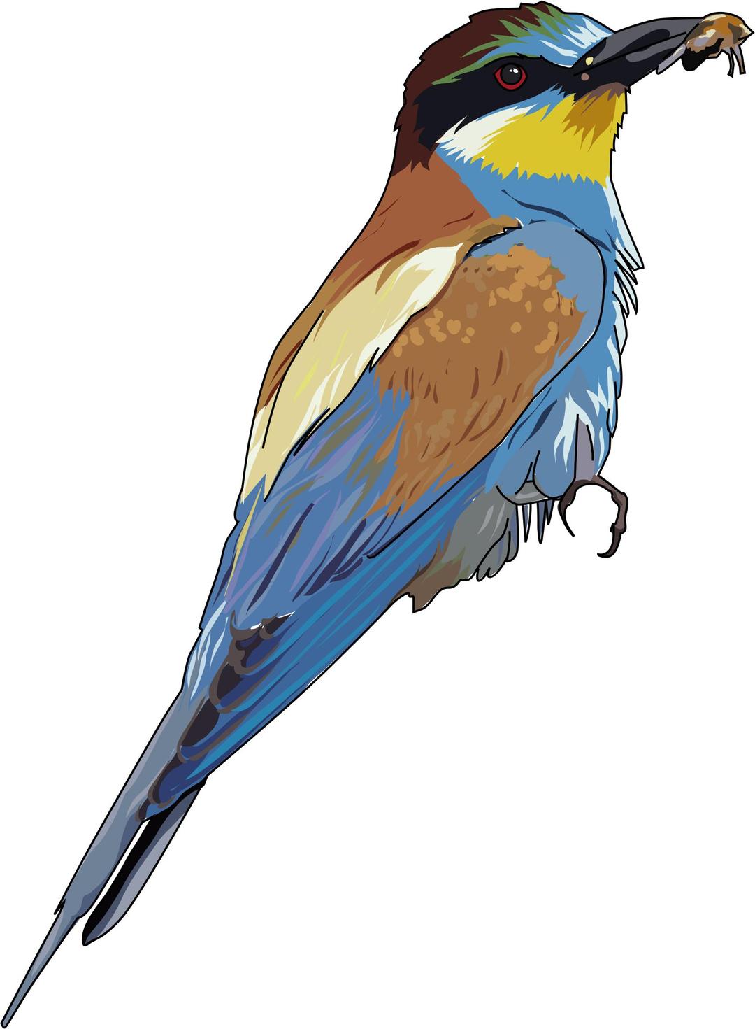 European Bee-eater png transparent