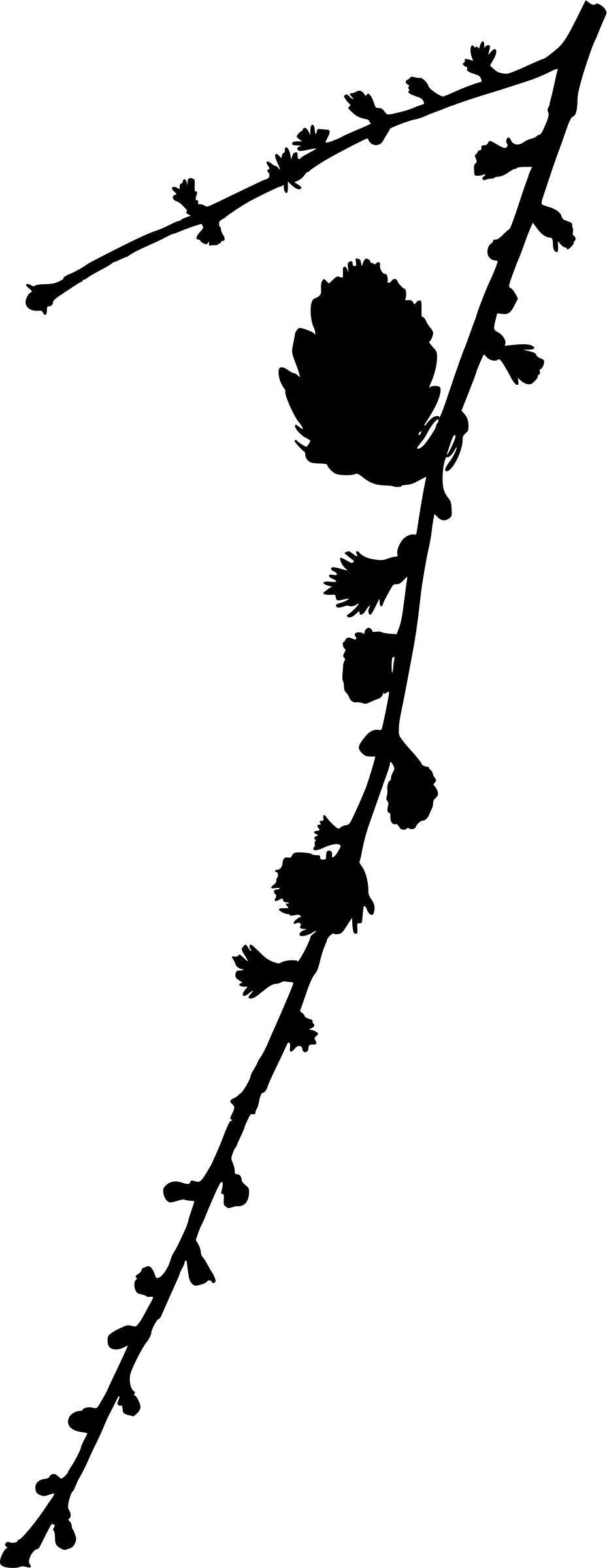 European larch (silhouette) png transparent