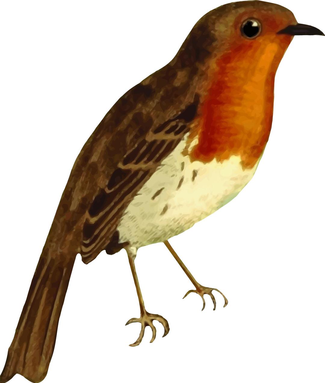 European robin (isolated) png transparent