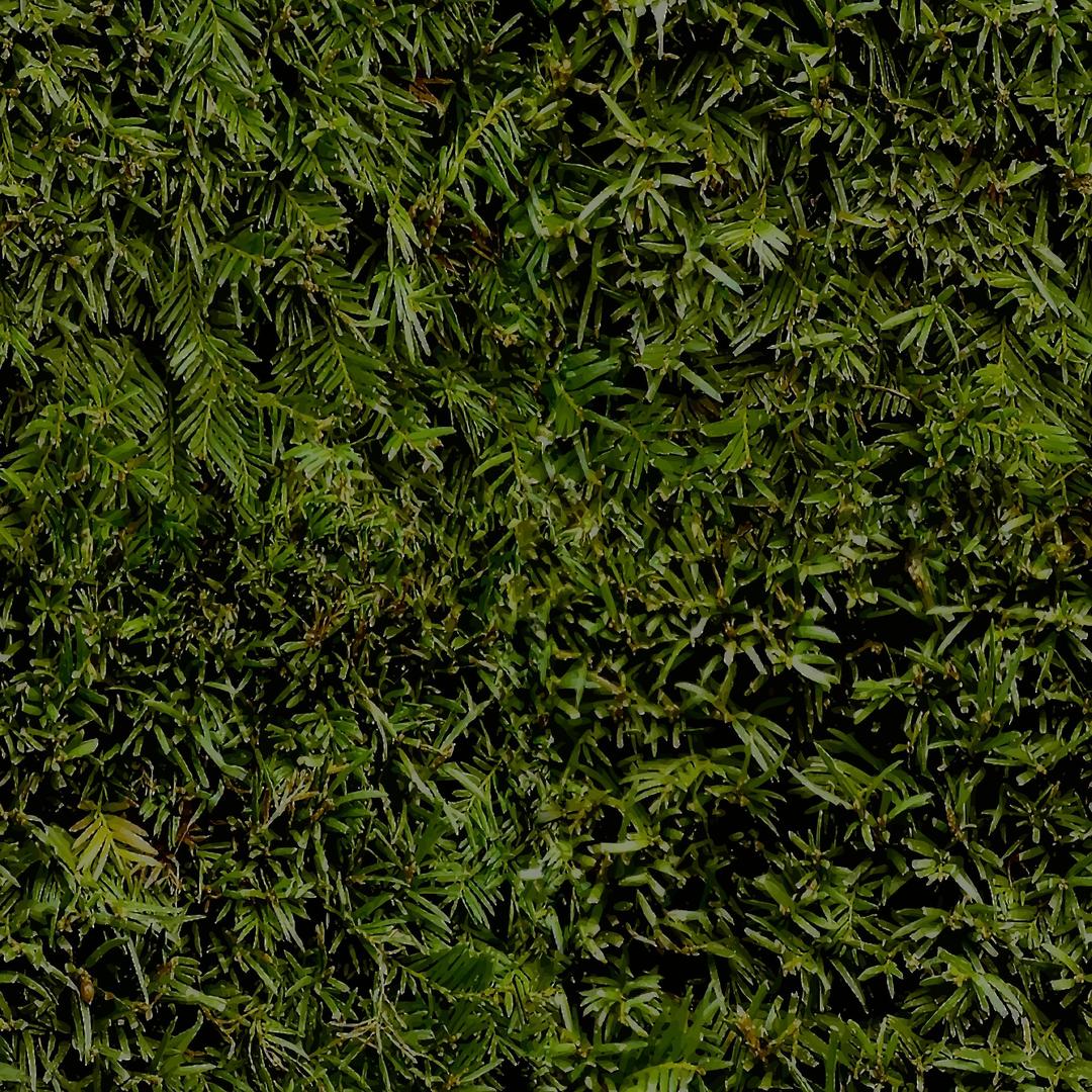 Evergreen leaves png transparent