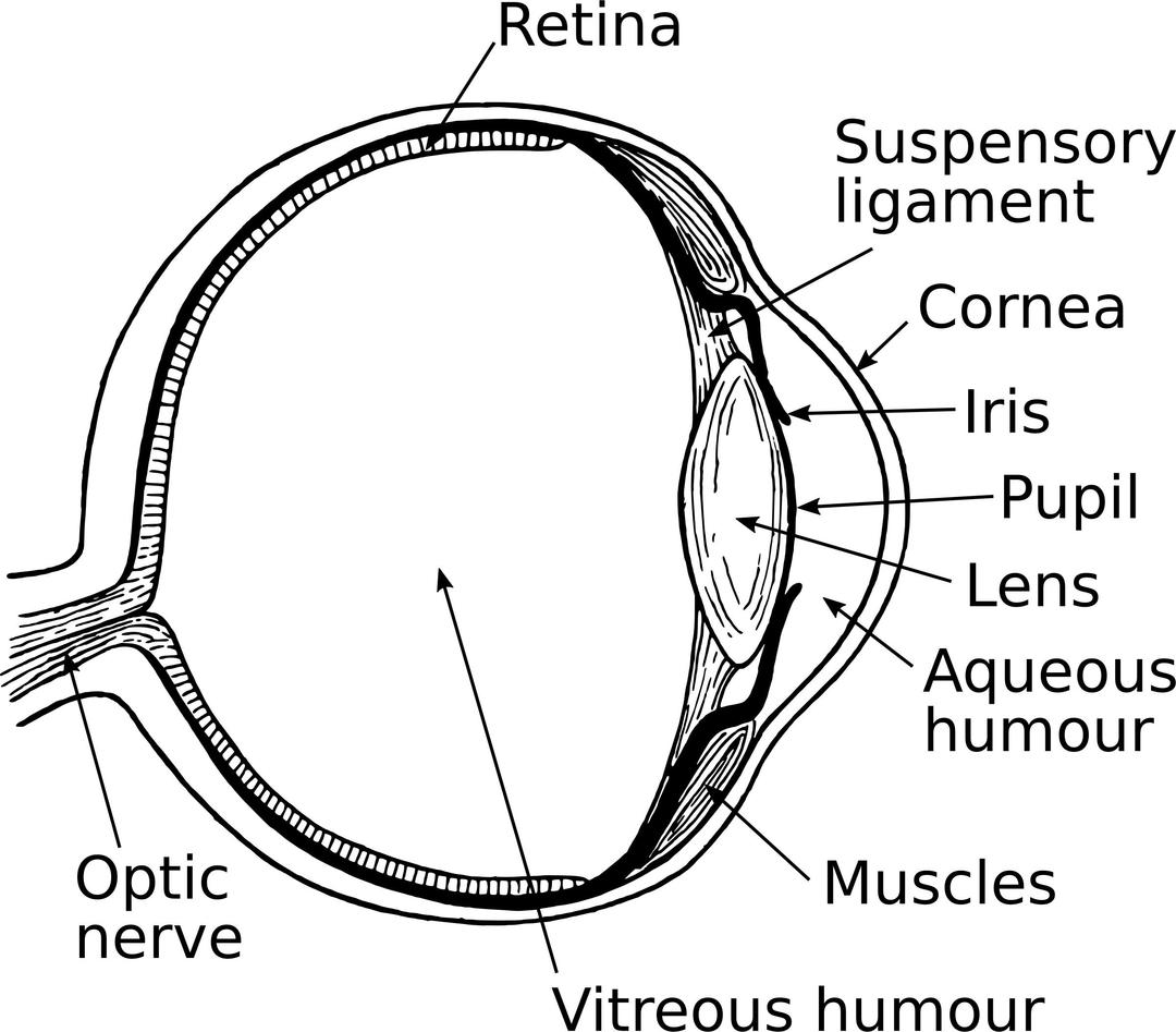 Eye 3 (annotated) png transparent