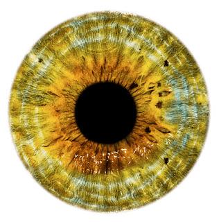 Eye Brown Yellow png transparent