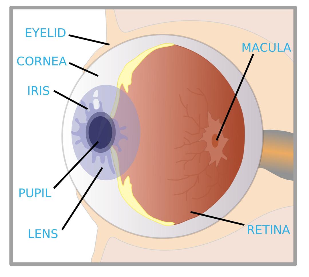 eye with labels png transparent