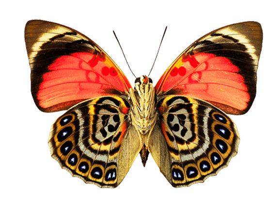Eyes Wings Butterfly png transparent