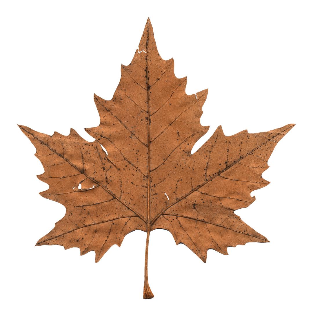 Faded Maple Leaf png transparent