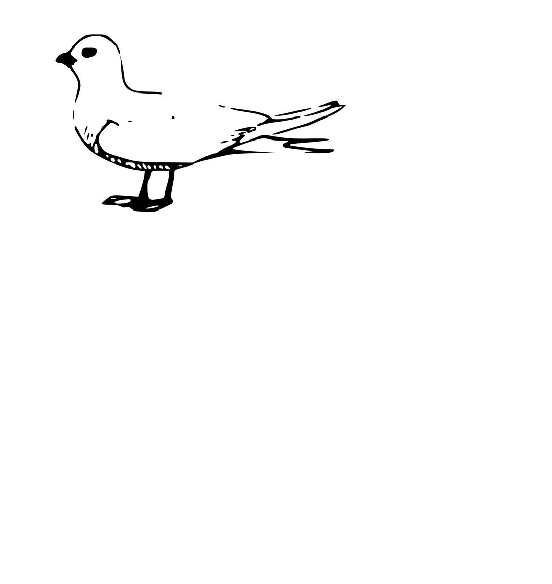 Fairy Tern png transparent