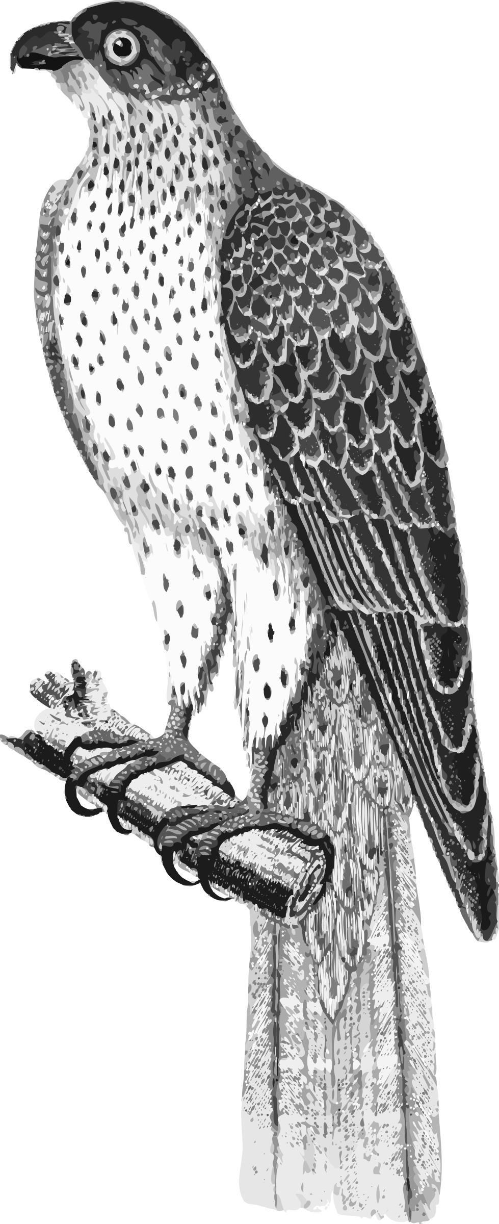 Falco umbrinus png transparent