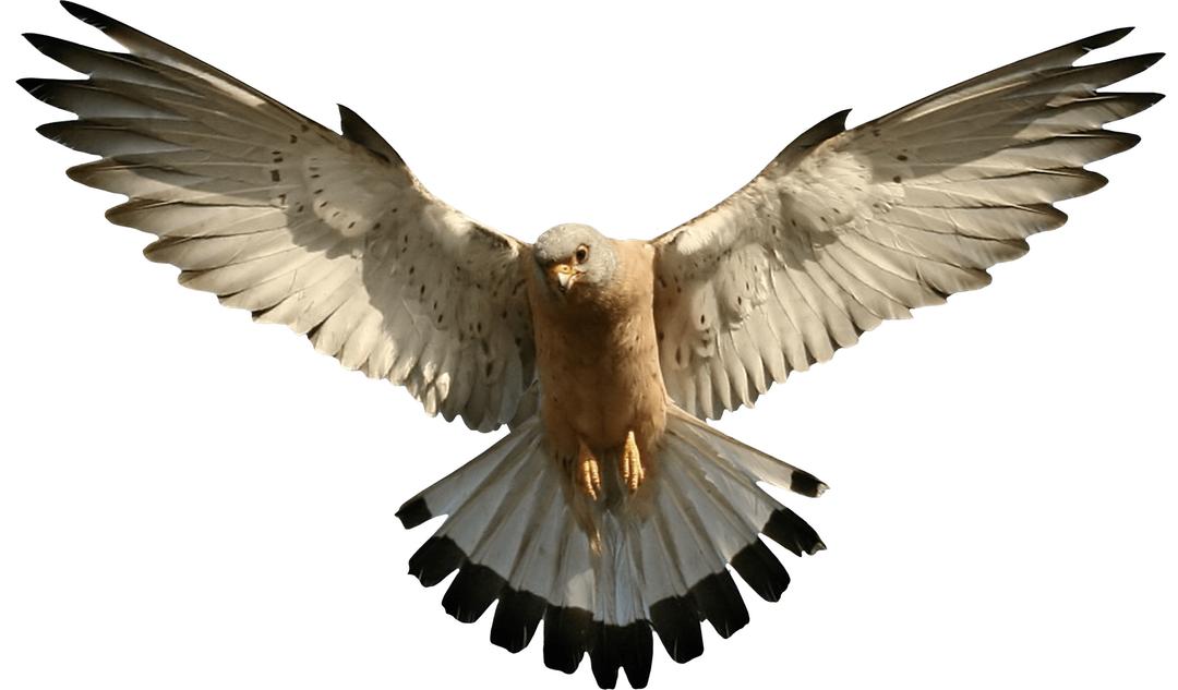Falcon Flying png transparent